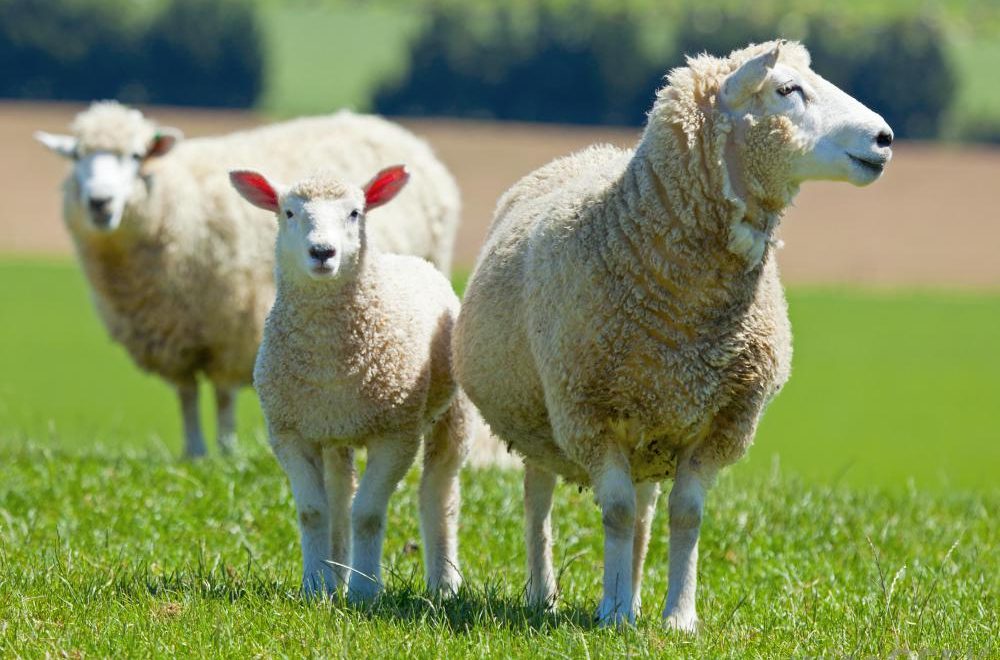 live stock sheep from blockchain technology