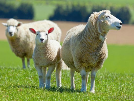 live stock sheep from blockchain technology